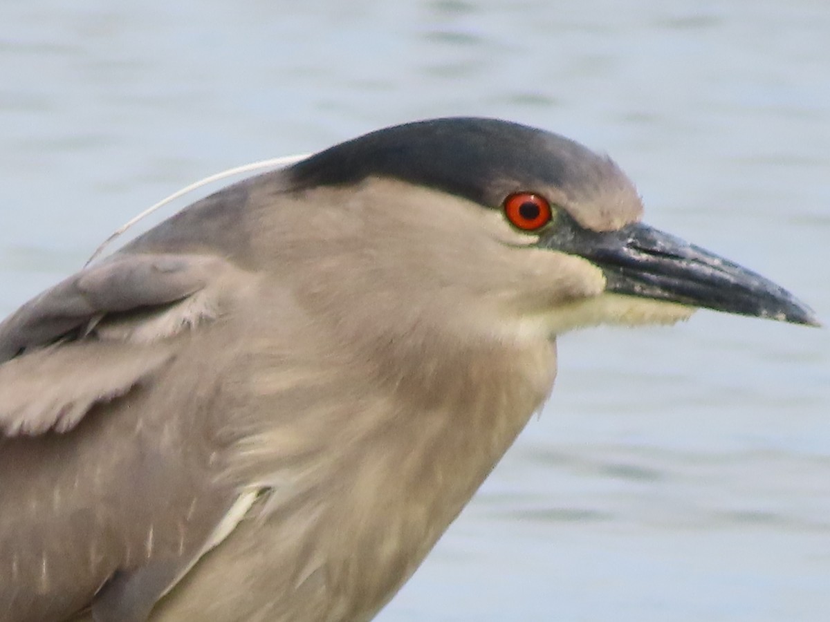 Black-crowned Night Heron - ML617862816