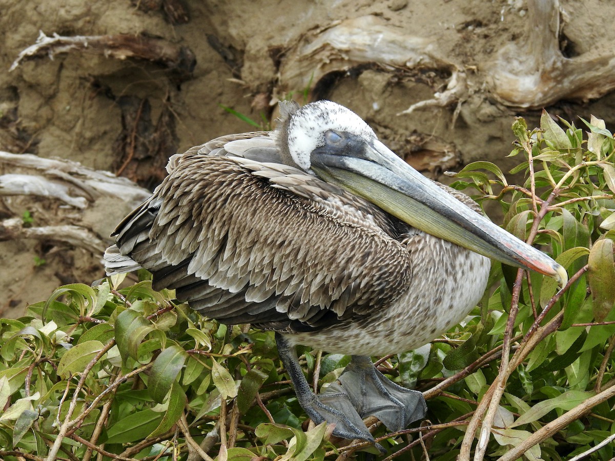 Brown Pelican - Sam Talarigo