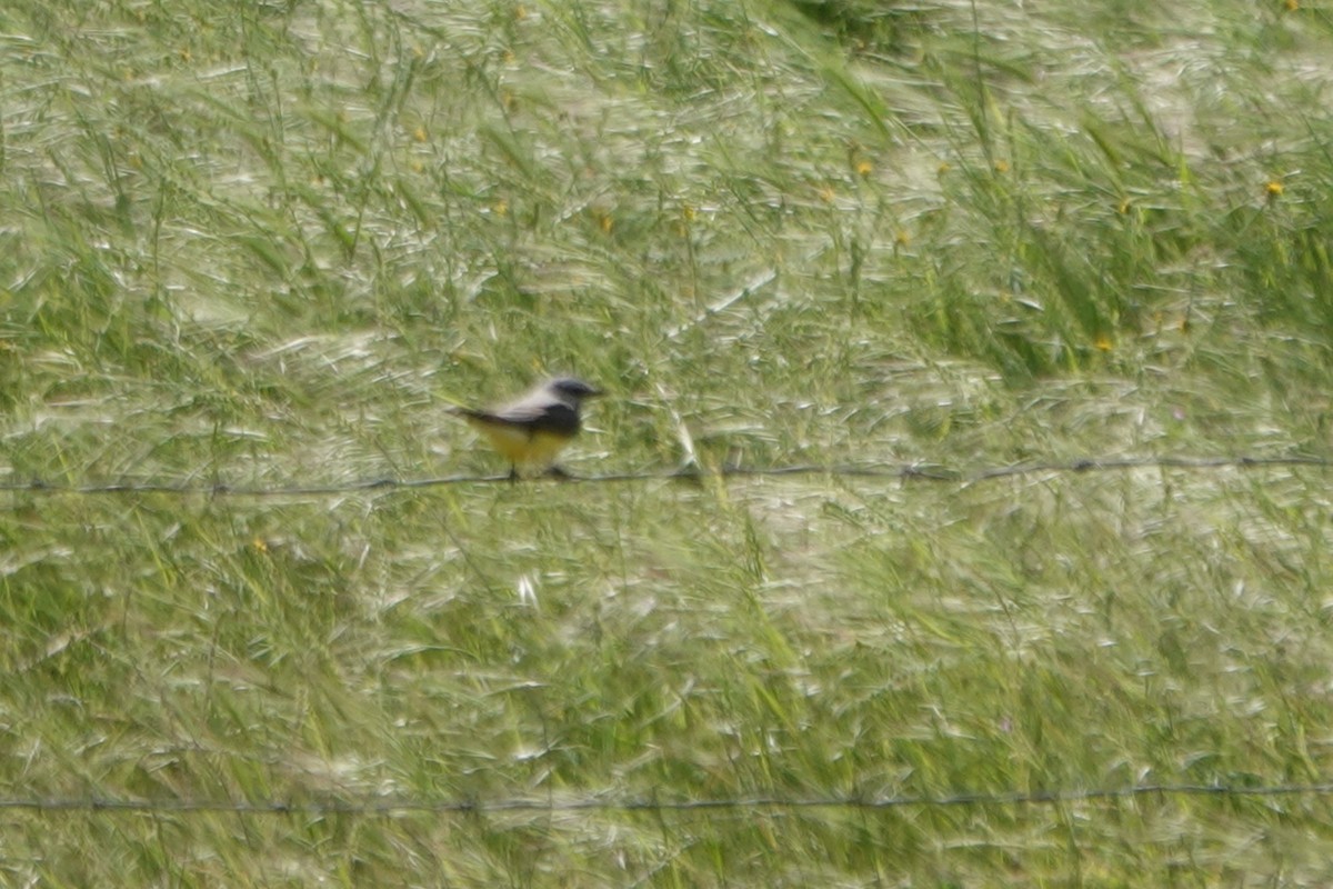 Tyrannus sp. (à ventre jaune) - ML617862840