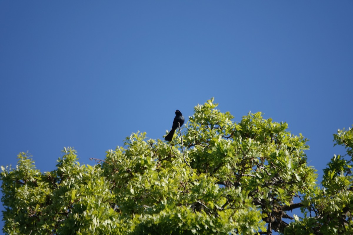 Phainopepla - Erica Rutherford/ John Colbert