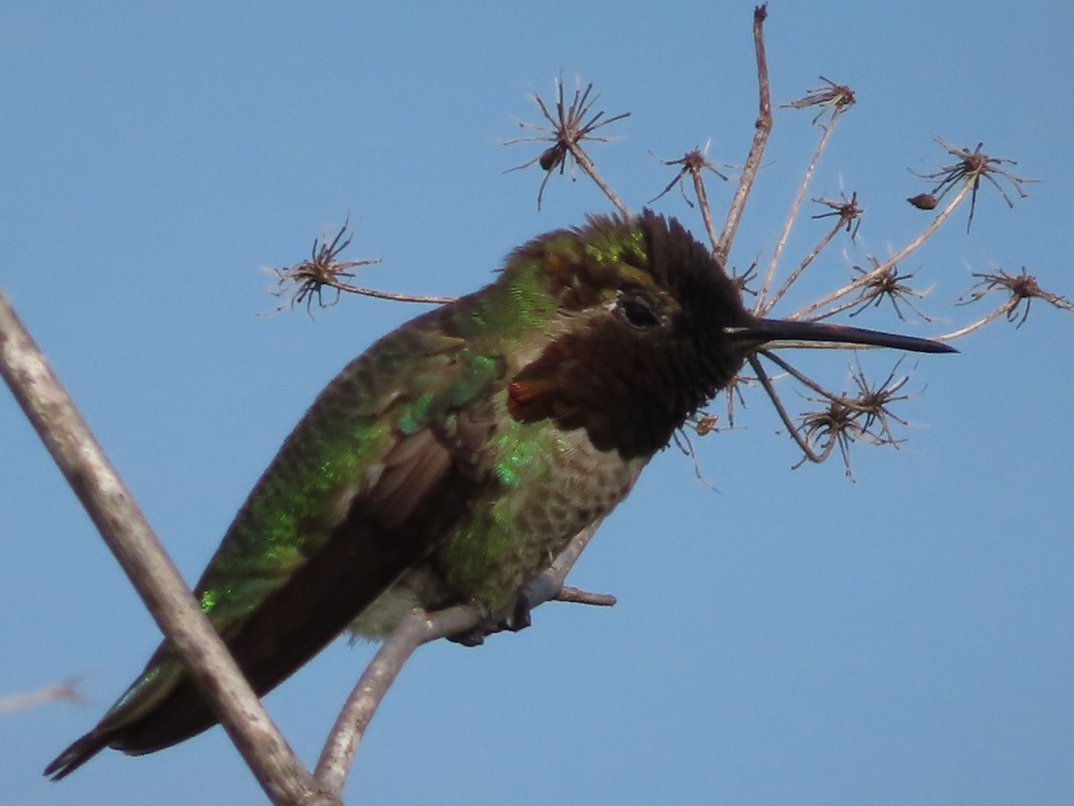 Colibrí de Anna - ML617862869