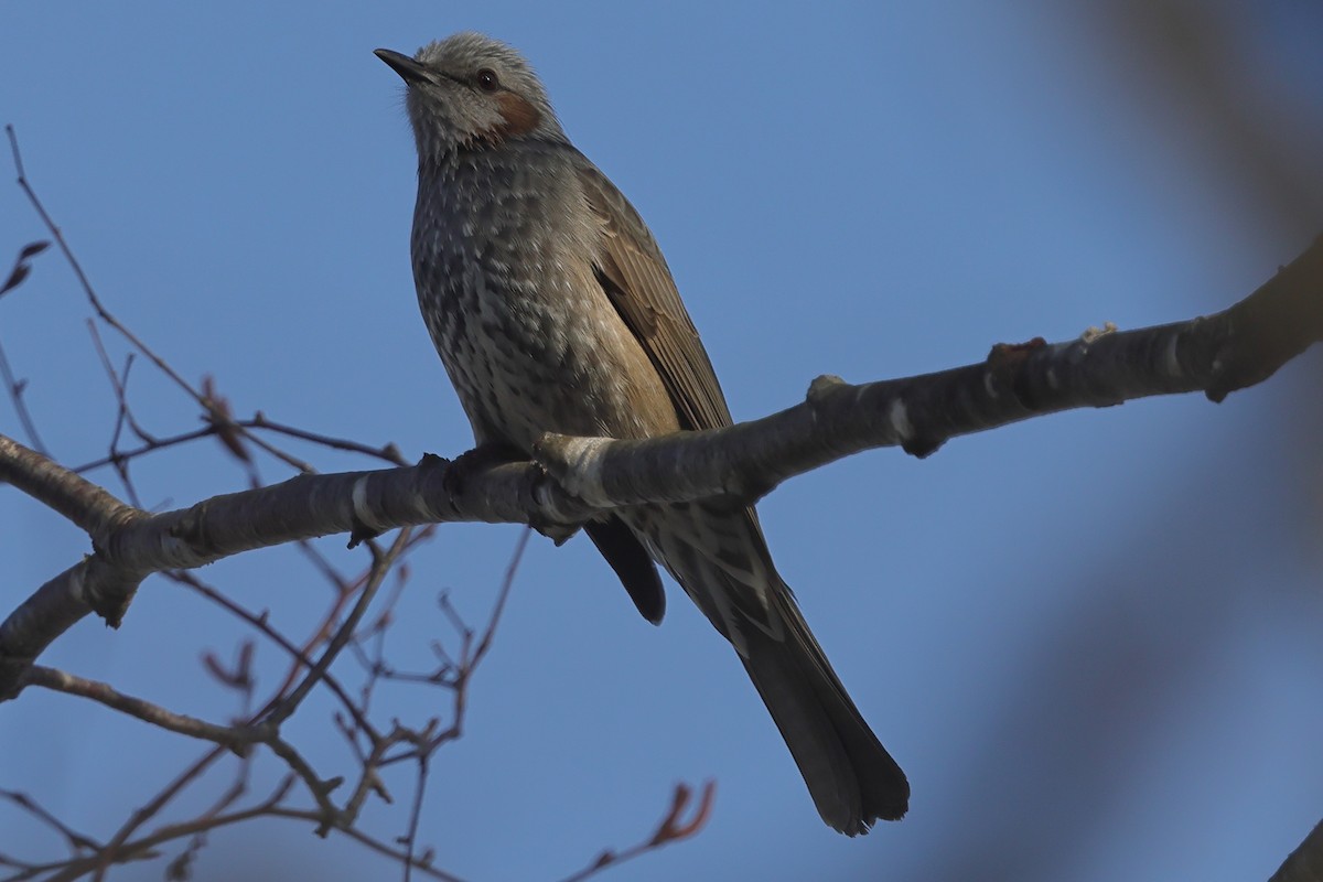 Brown-eared Bulbul - Fabio Olmos