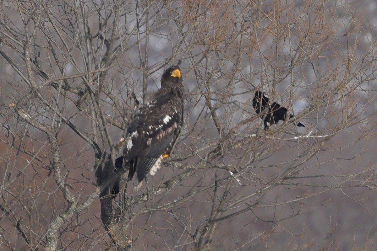 Steller's Sea-Eagle - ML617862899