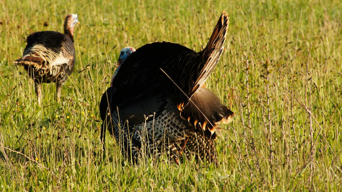 Guajolote Gallipavo - ML617862901