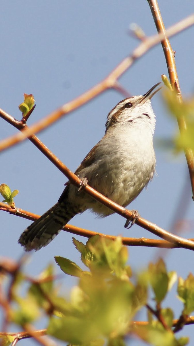 Bewick's Wren - ML617862913