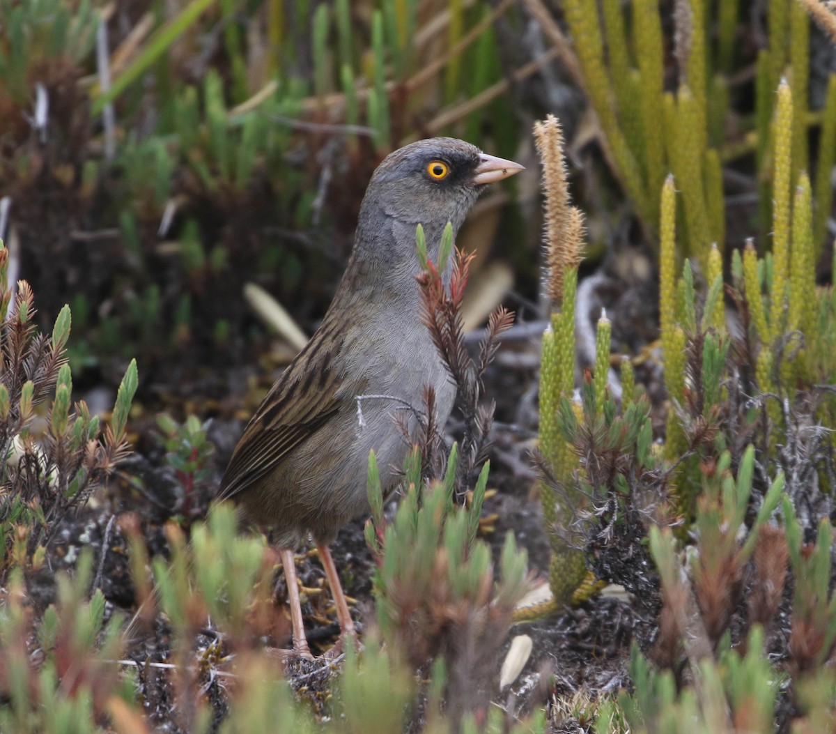 Volcano Junco - ML617862922