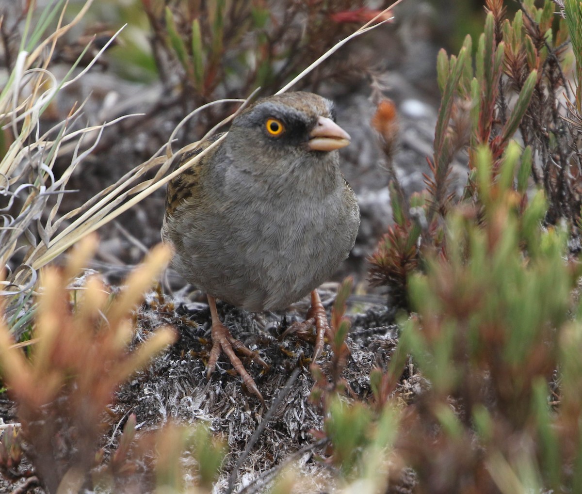 Volcano Junco - ML617862925