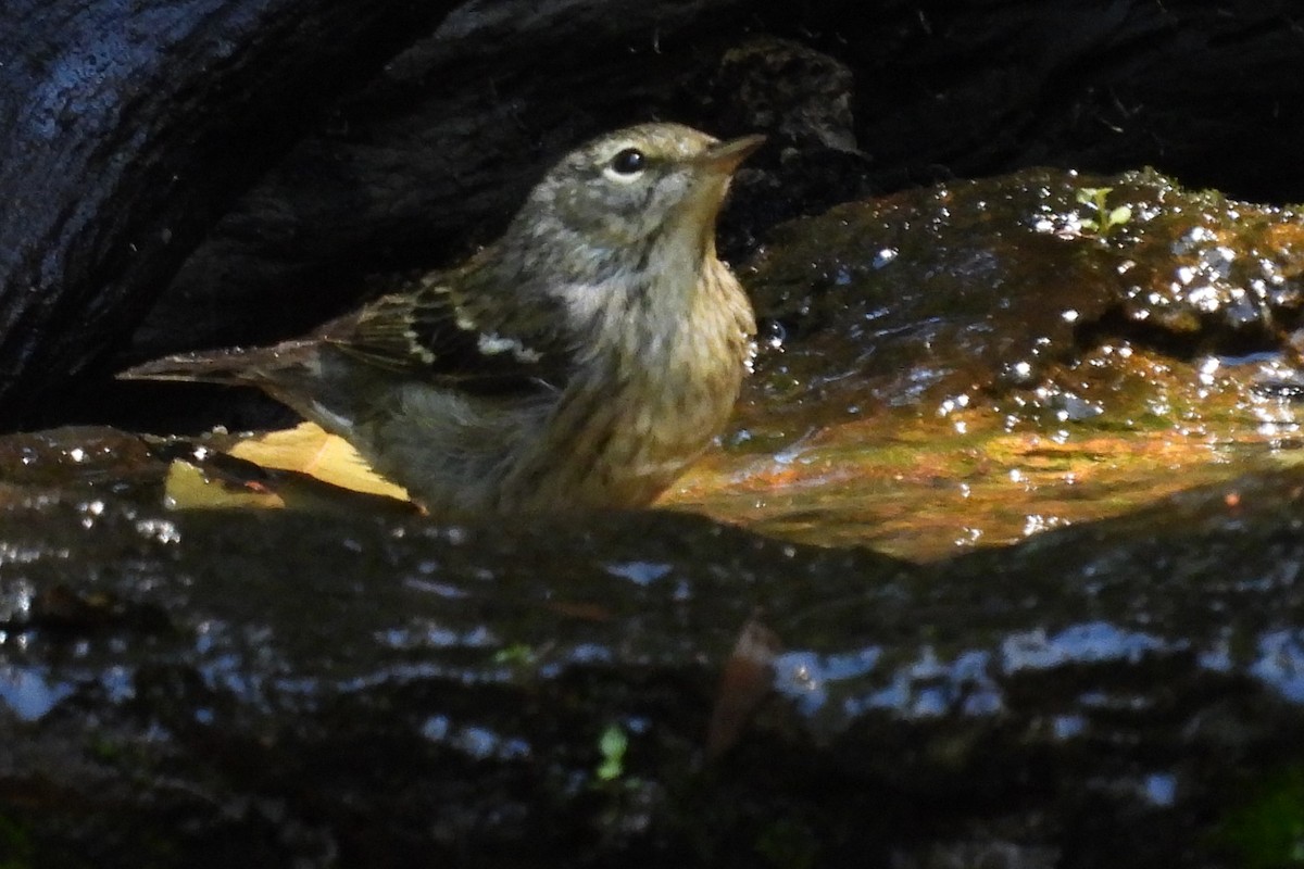 Blackpoll Warbler - ML617862935