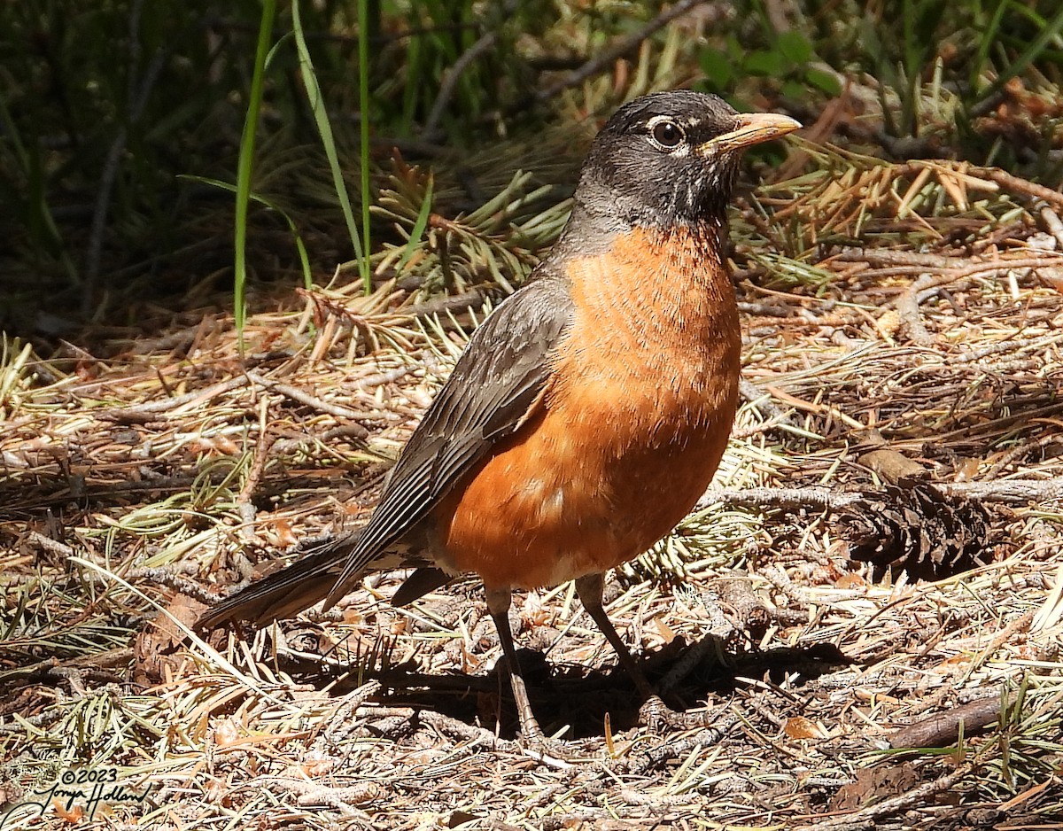 American Robin - ML617862943