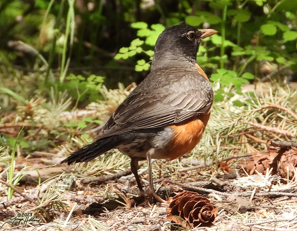 American Robin - ML617862954