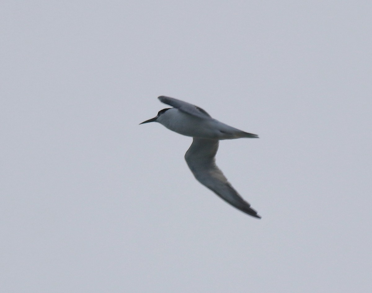 Little Tern - ML617862968