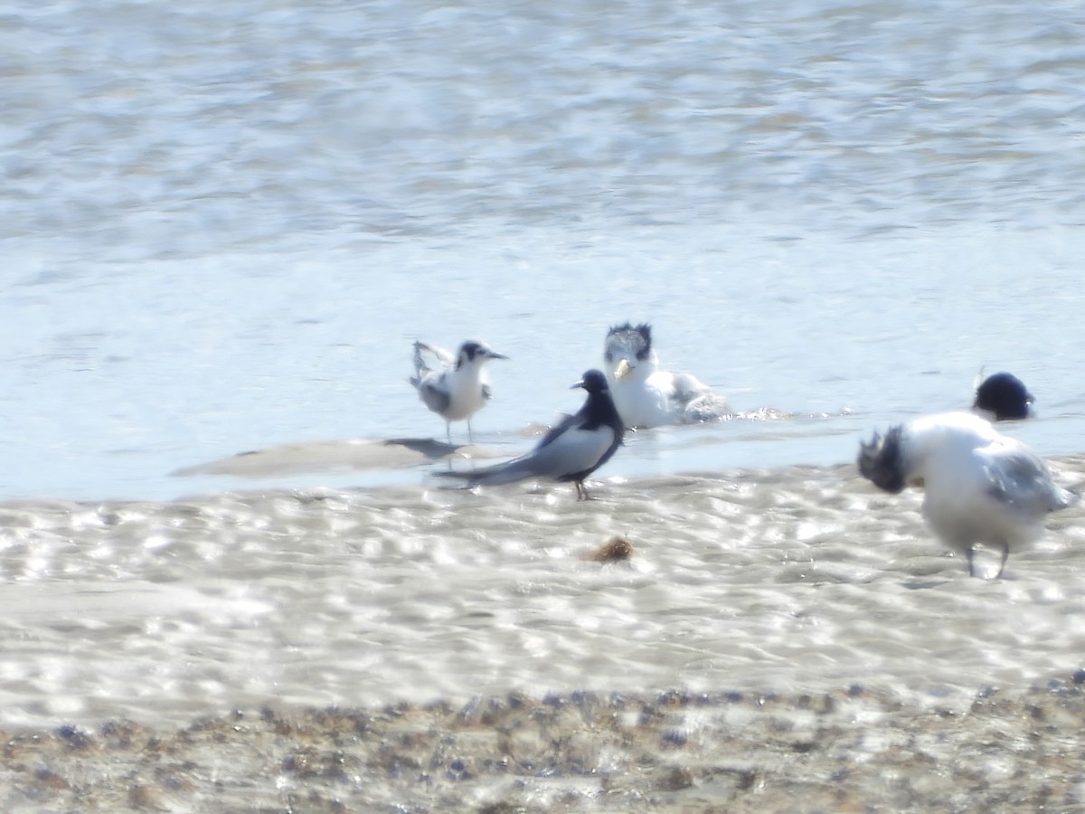 White-winged Tern - ML617863060