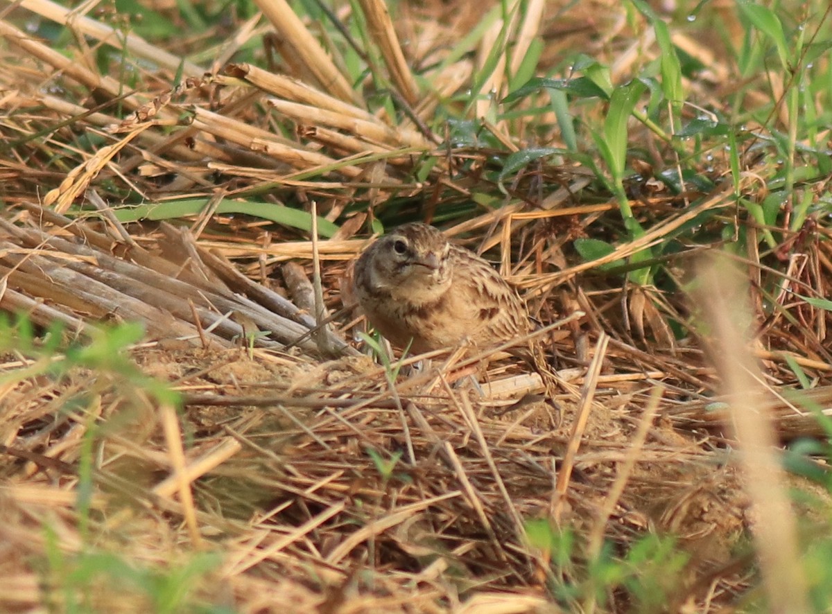 Mongolian Short-toed Lark - Afsar Nayakkan