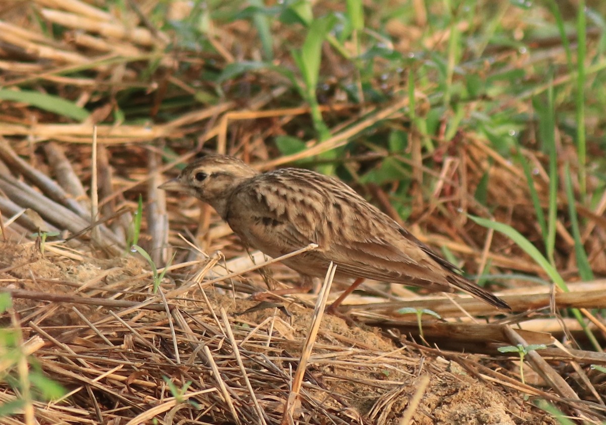 Mongolian Short-toed Lark - Afsar Nayakkan