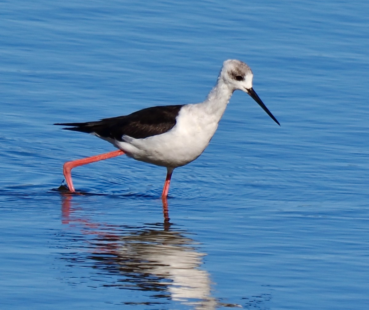 Pied Stilt - Ken Glasson