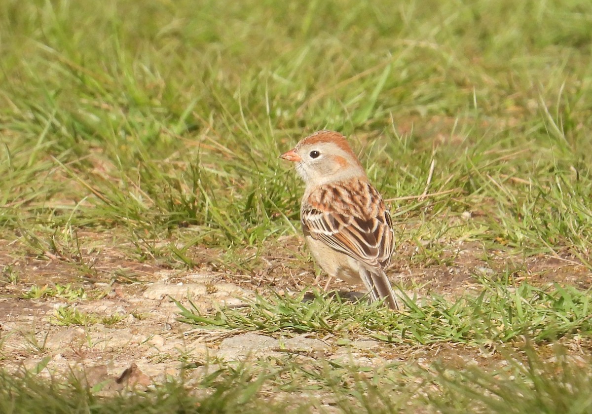 Field Sparrow - ML617863109