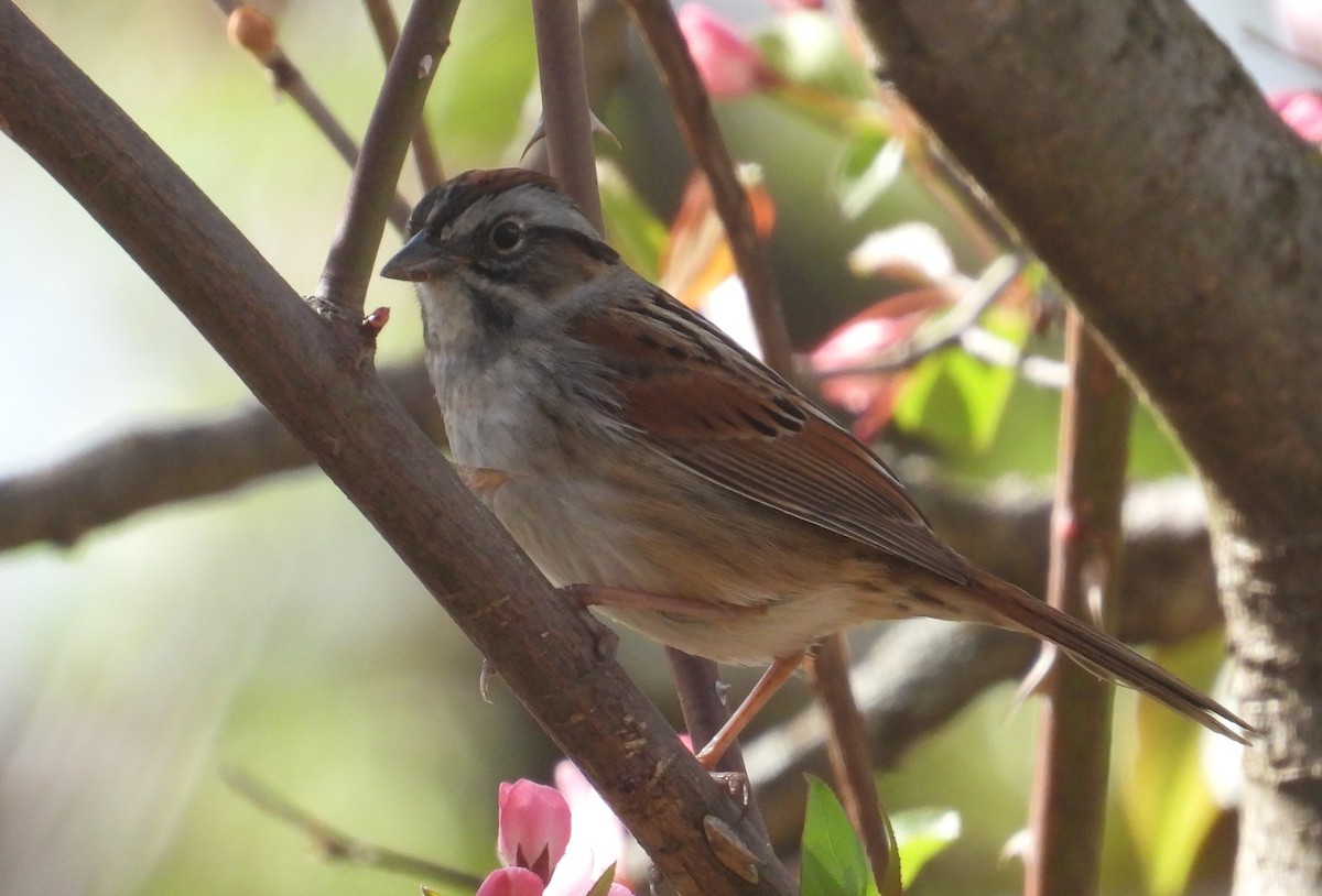Swamp Sparrow - ML617863135