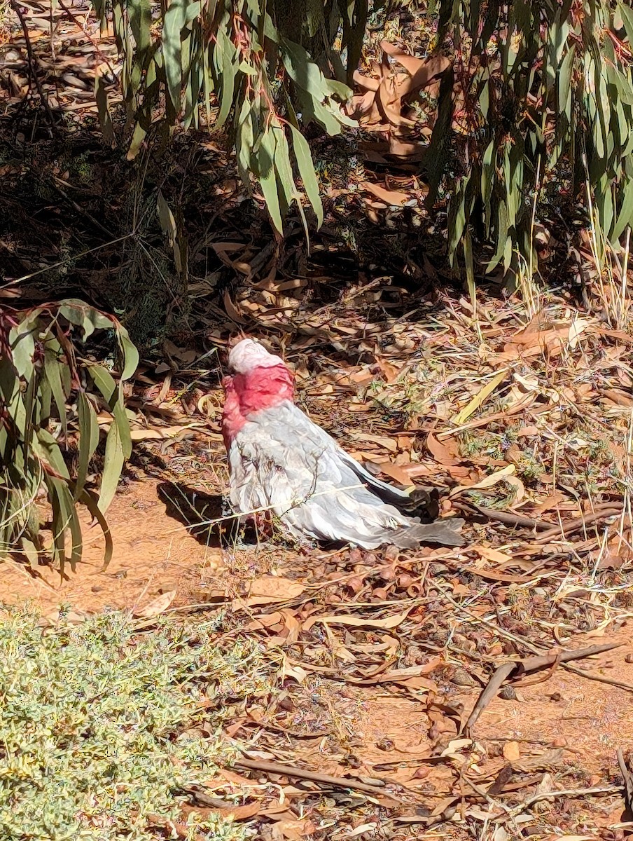 Galah - ML617863187