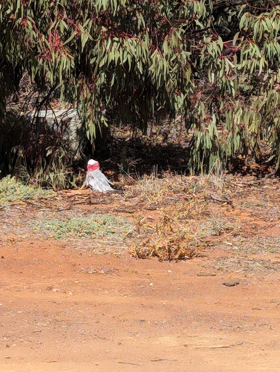 Galah - ML617863188