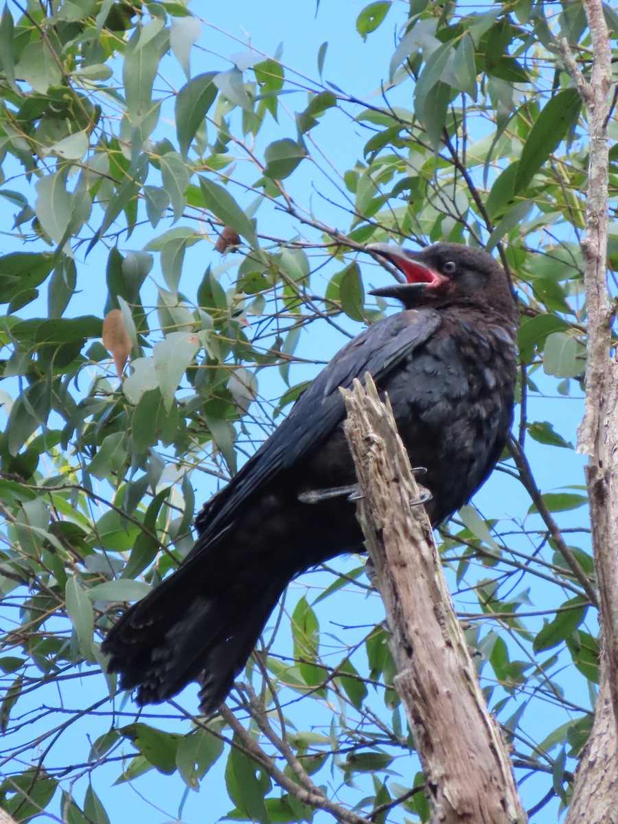 Torresian Crow - Rolo Rodsey