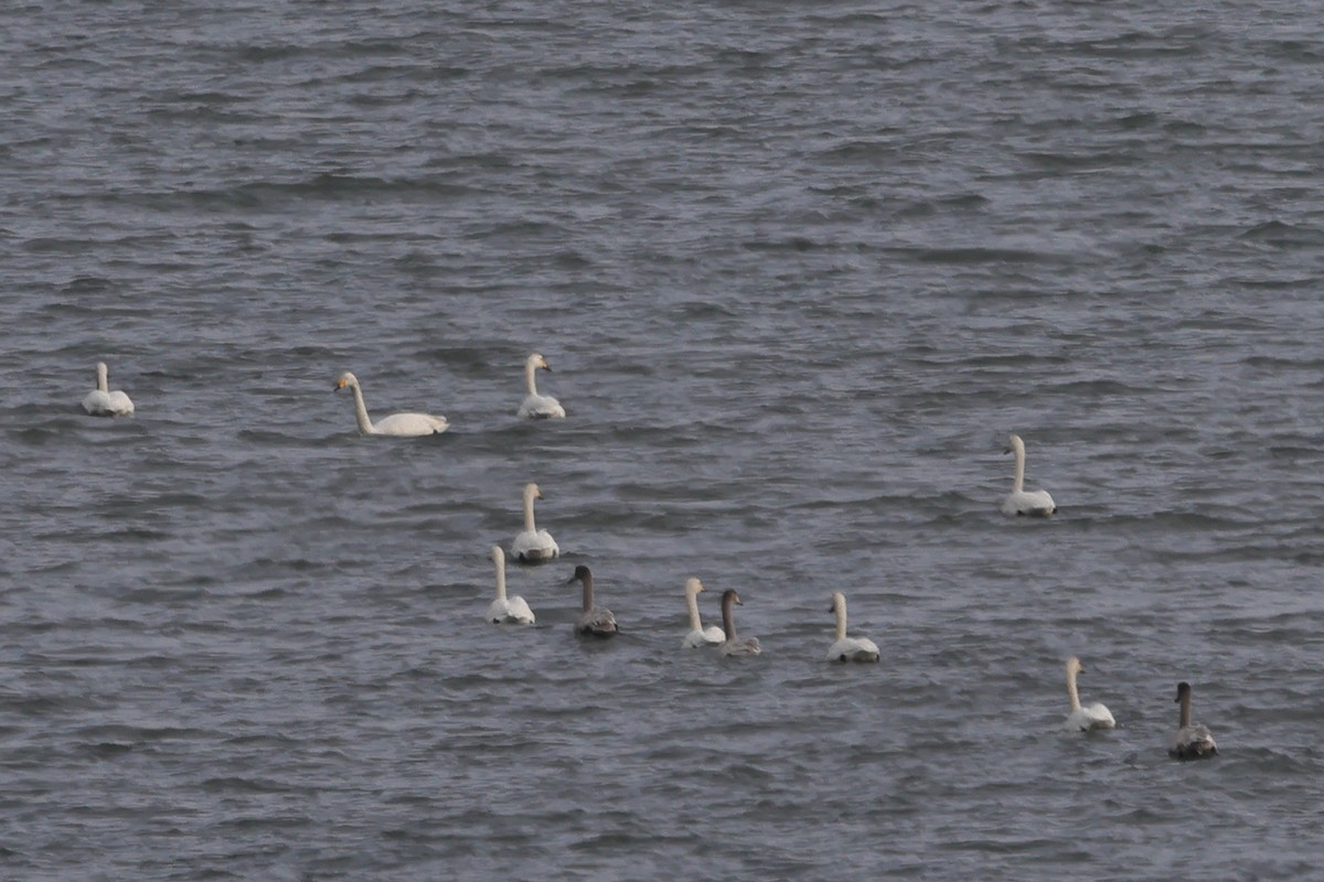 Whooper Swan - ML617863333