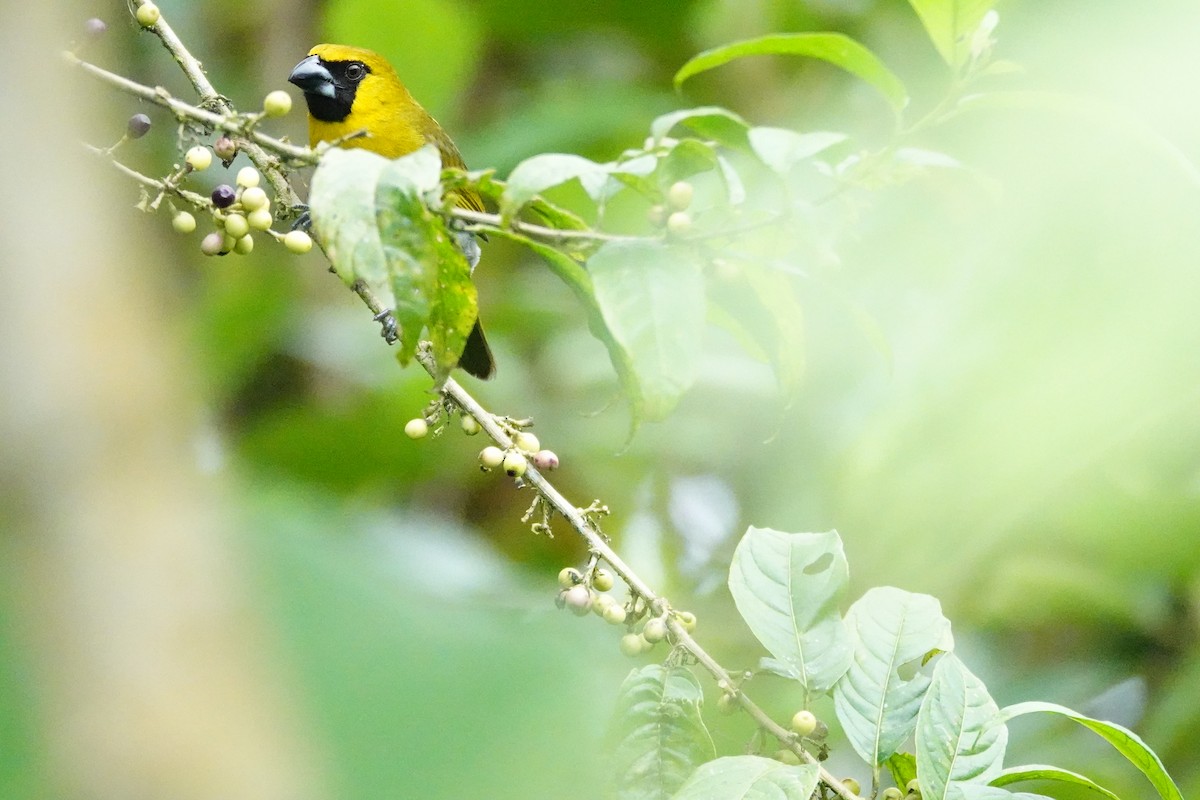 Black-faced Grosbeak - Betty Beckham