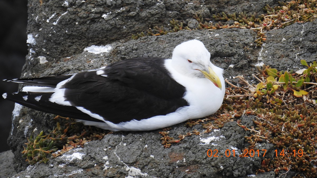 Kelp Gull - Trevor Ross