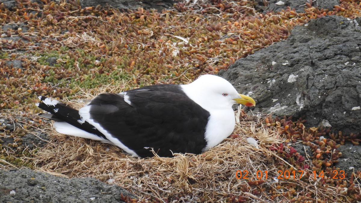 Kelp Gull - Trevor Ross