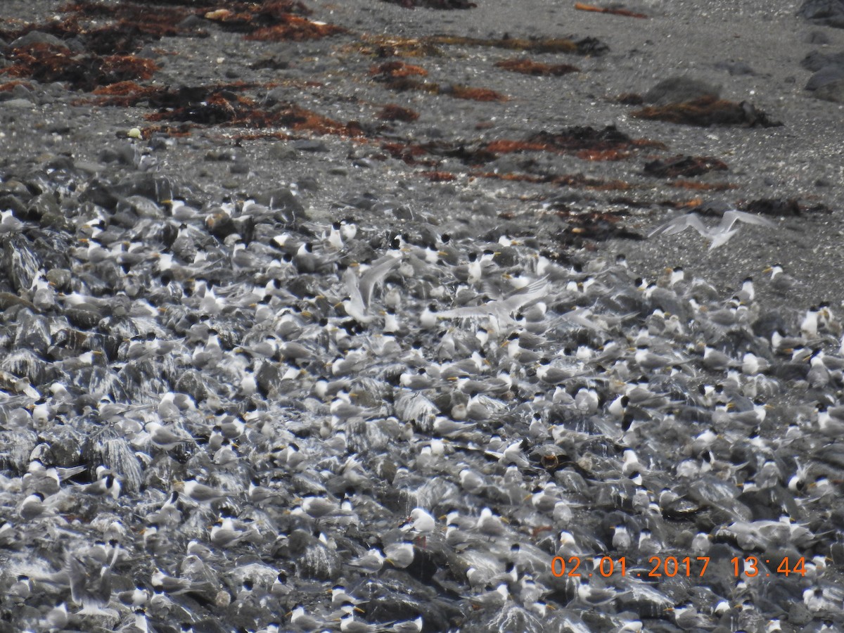 Great Crested Tern - Trevor Ross