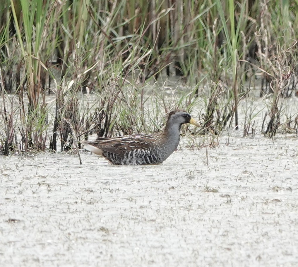 Polluela Sora - ML617863433