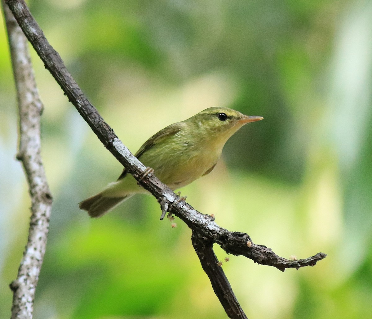 Green Warbler - Afsar Nayakkan