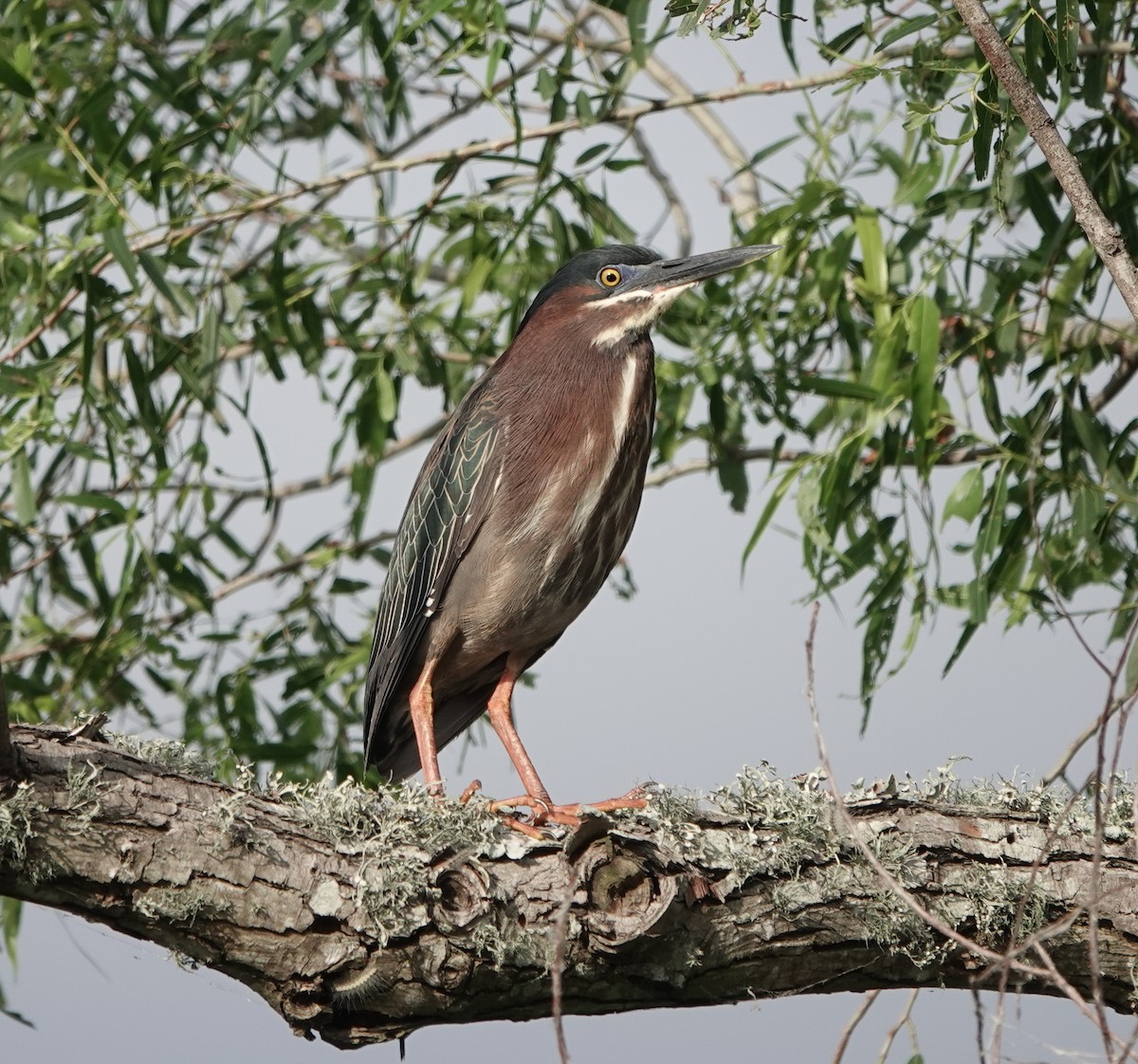 Green Heron - ML617863512