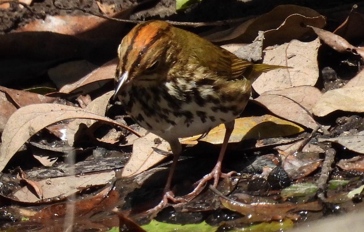 Paruline couronnée - ML617863537