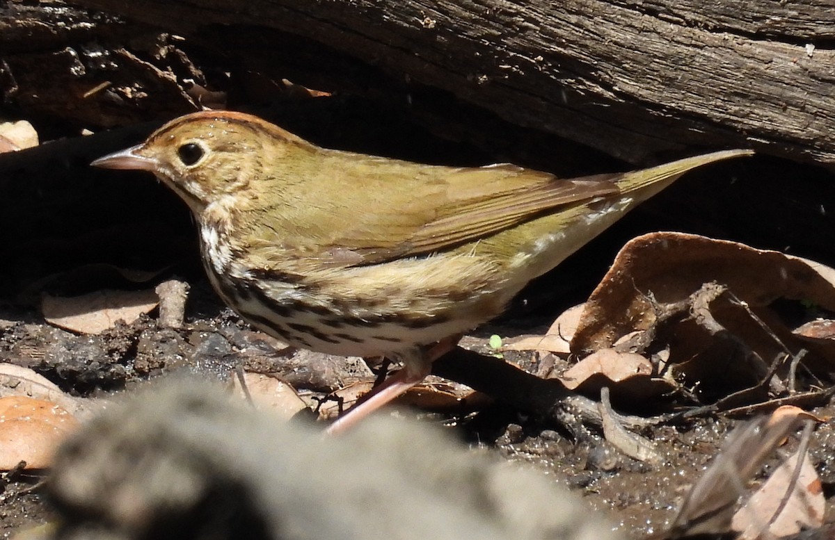 Paruline couronnée - ML617863538