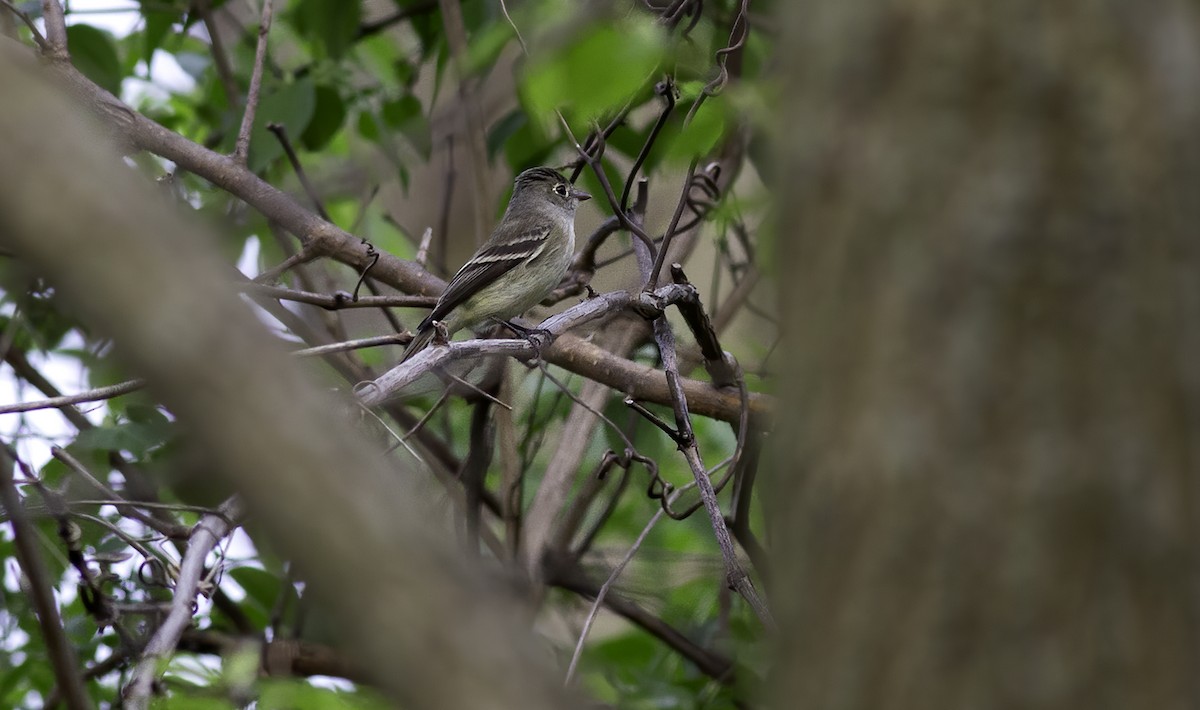 Least Flycatcher - ML617863558