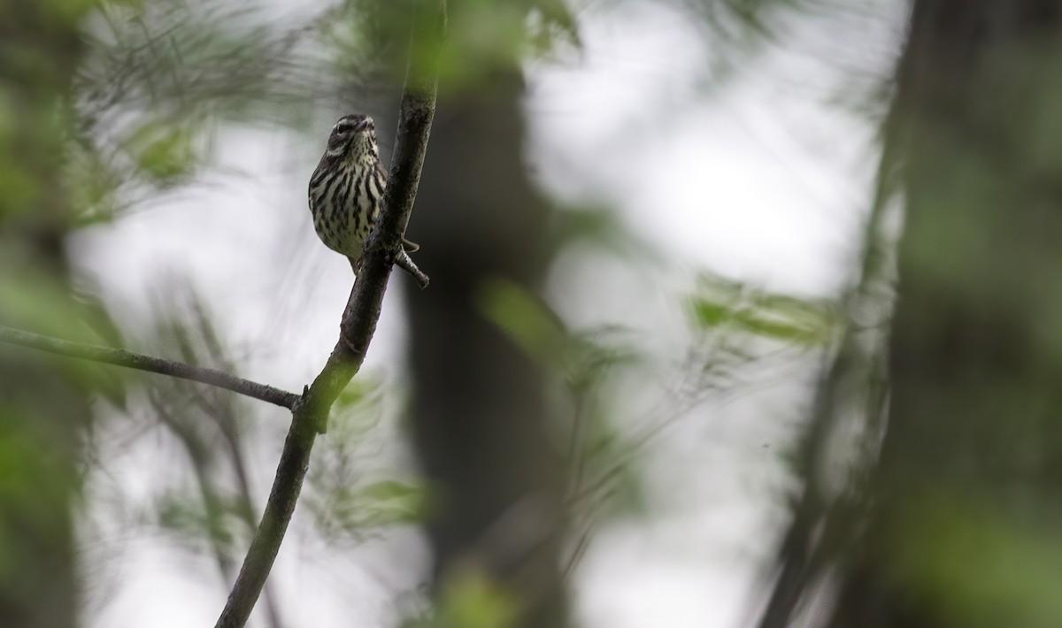 Northern Waterthrush - ML617863565