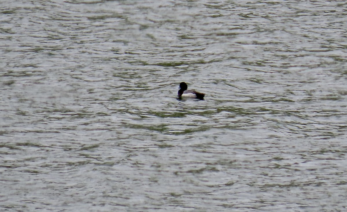 Greater Scaup - ML617863577