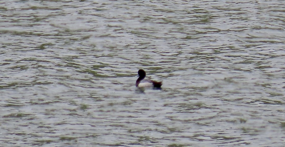 Greater Scaup - ML617863584