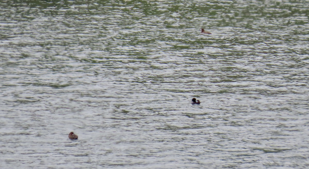 Greater Scaup - ML617863592