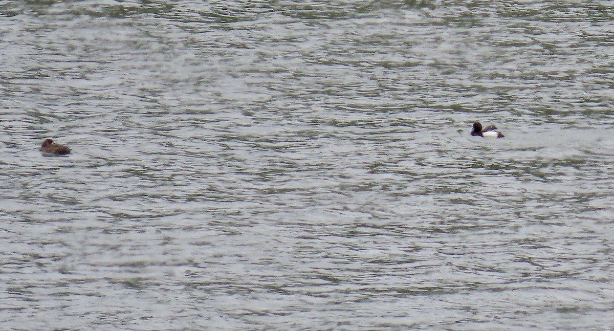 Greater Scaup - ML617863597