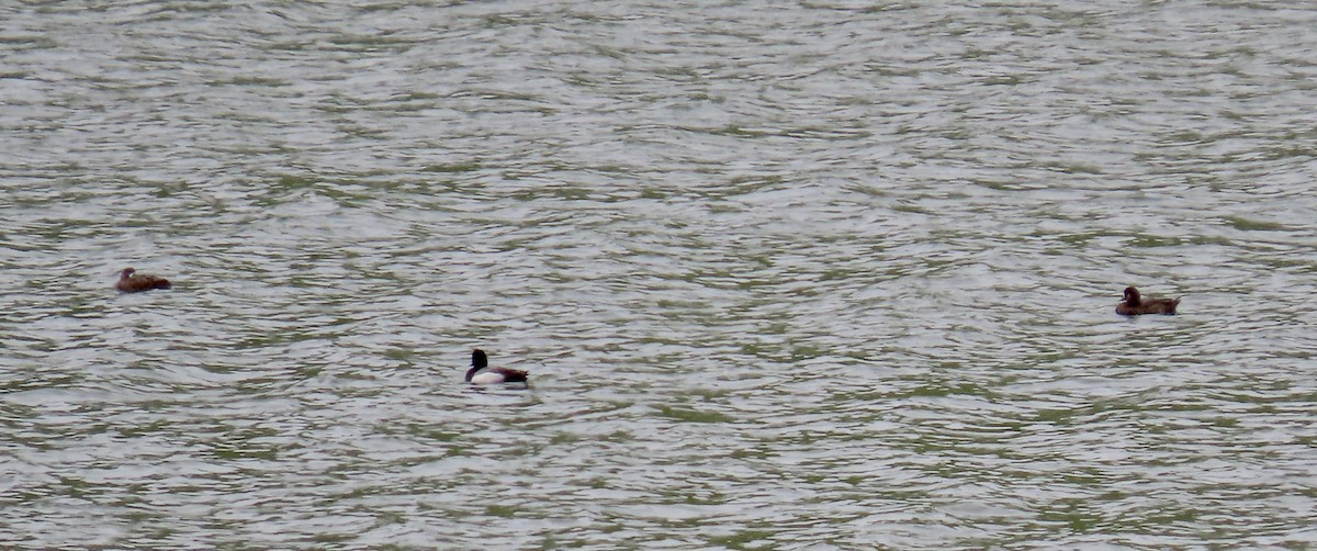 Greater Scaup - ML617863599