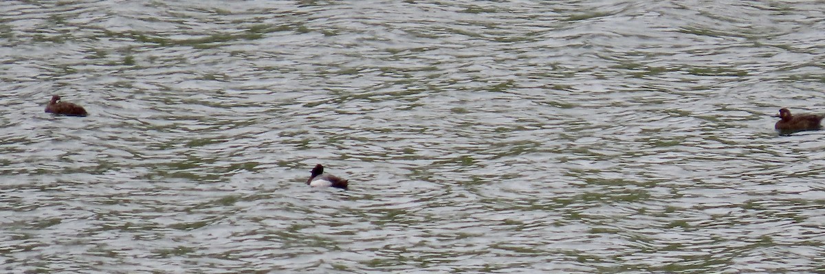 Greater Scaup - ML617863606