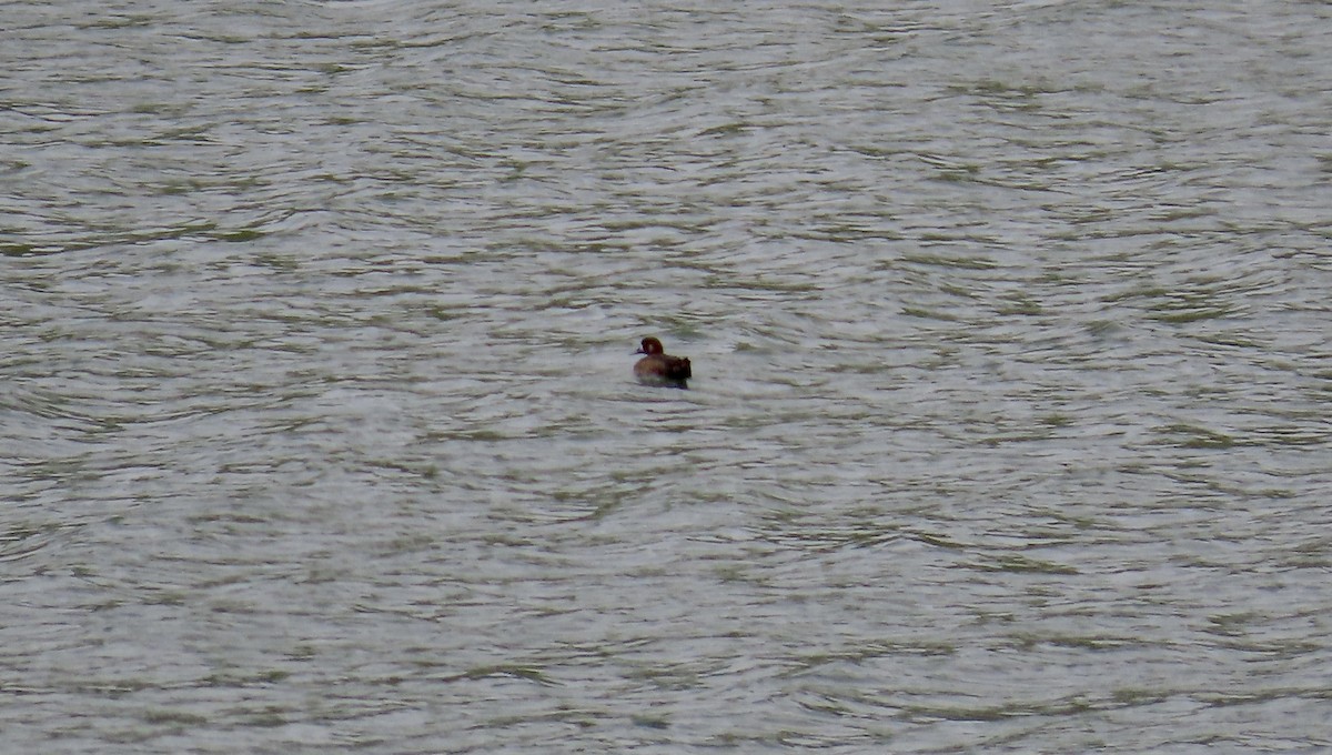 Greater Scaup - ML617863609