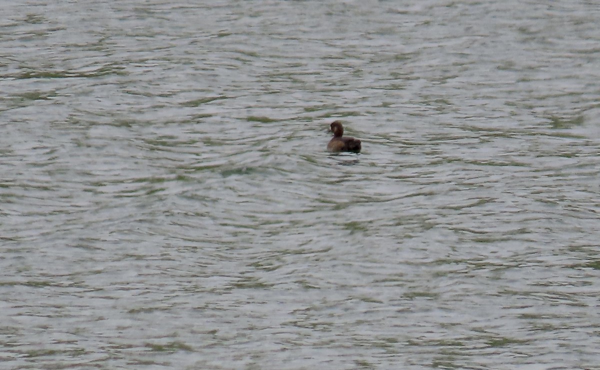 Greater Scaup - ML617863611