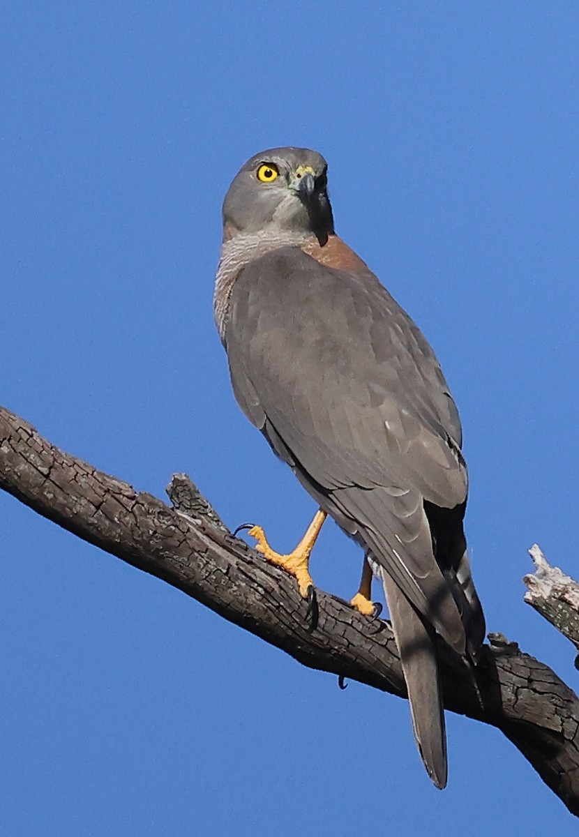 Brown Goshawk - ML617863644