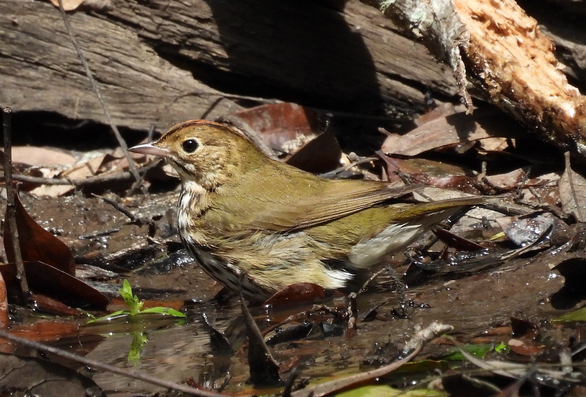 Ovenbird - ML617863745