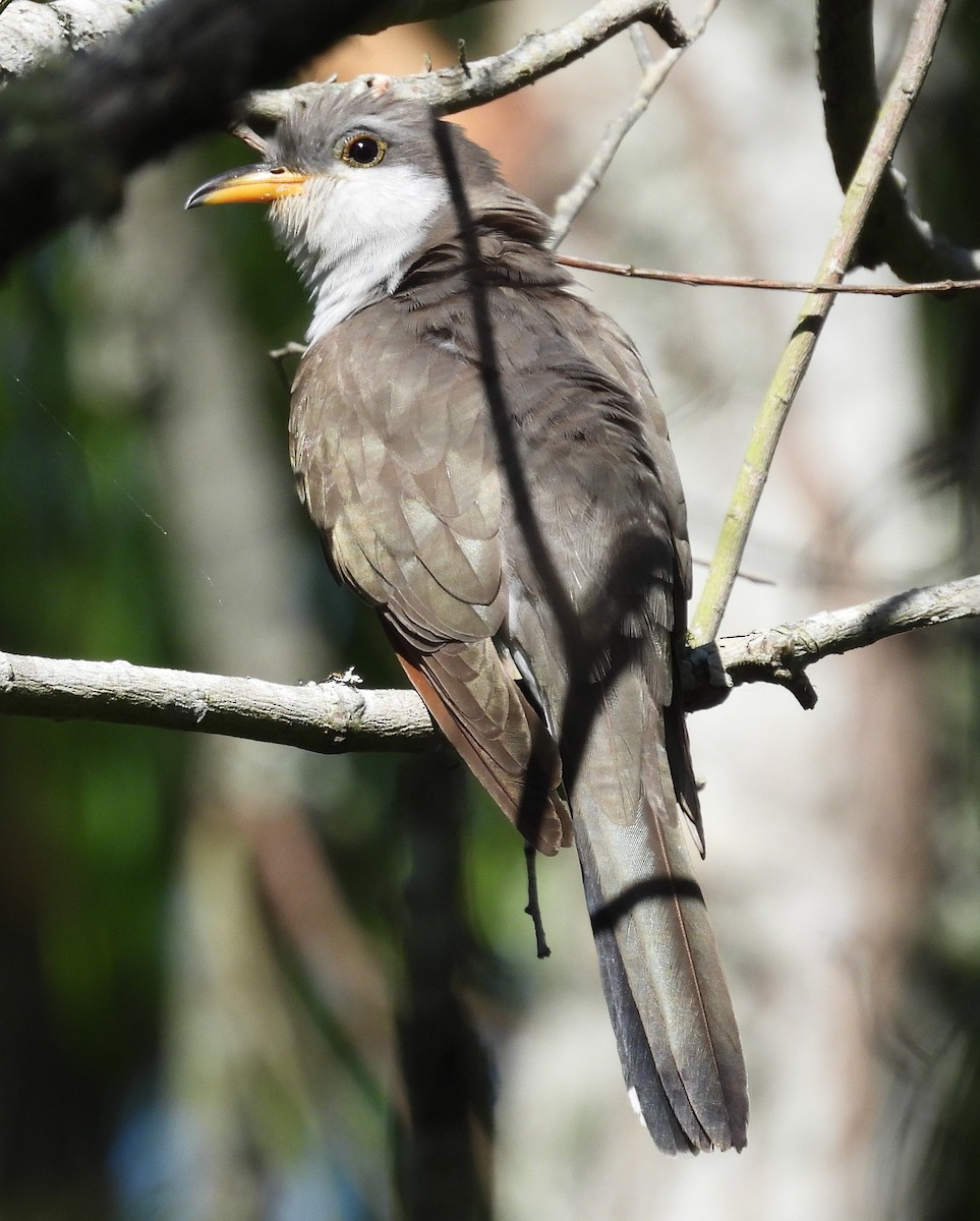 Yellow-billed Cuckoo - ML617863801