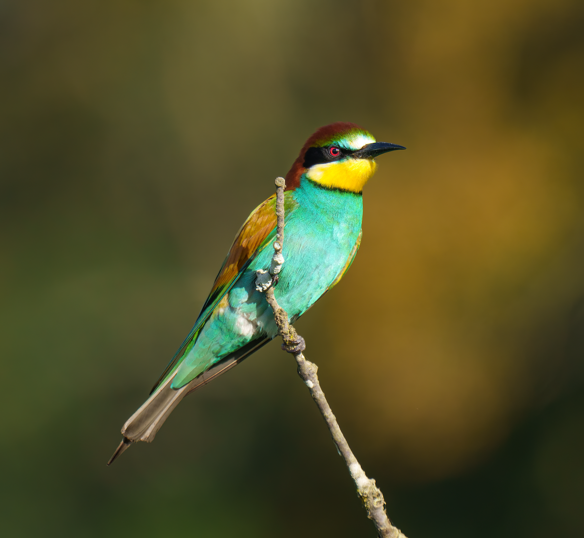 European Bee-eater - Rui Pereira | Portugal Birding