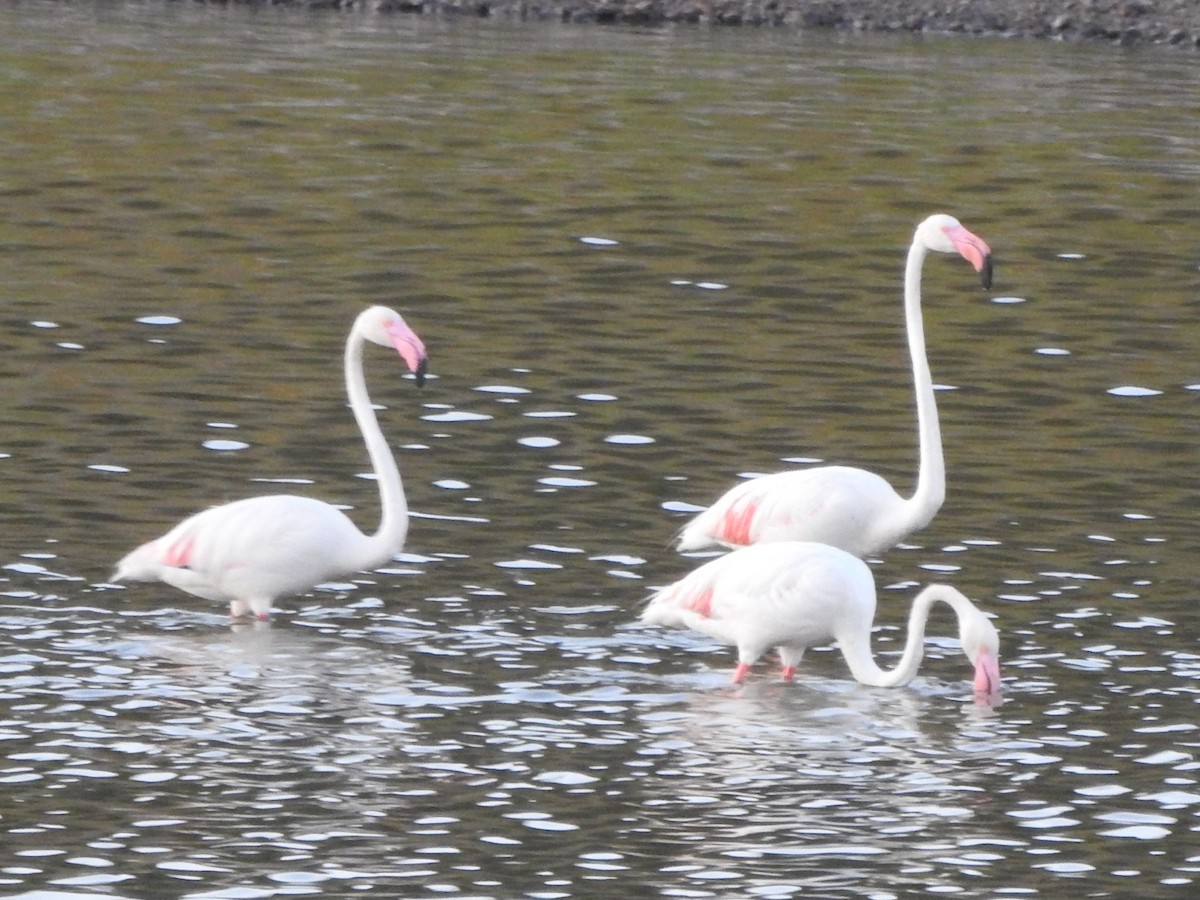 Greater Flamingo - Emilio Costillo Borrego