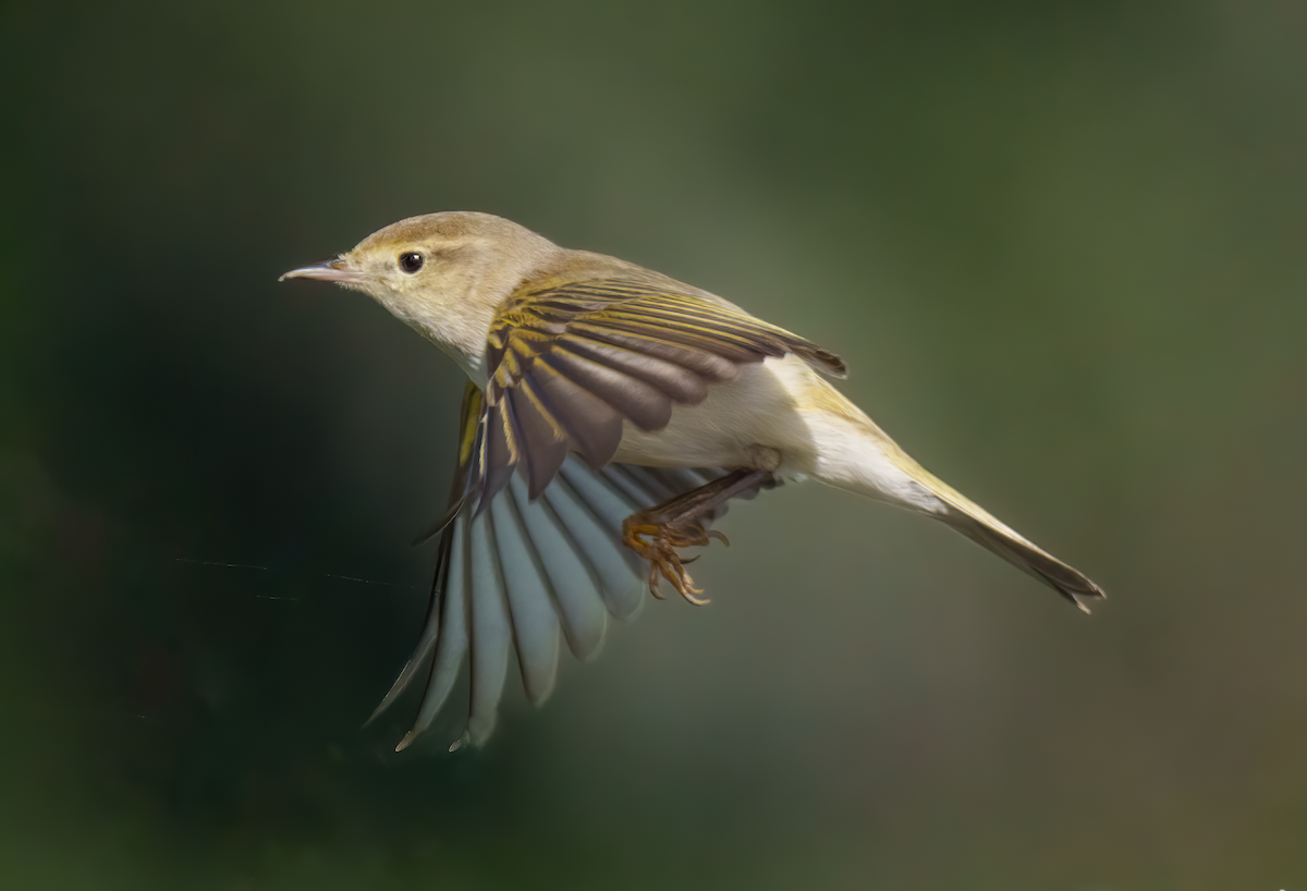 Western Bonelli's Warbler - Rui Pereira | Portugal Birding